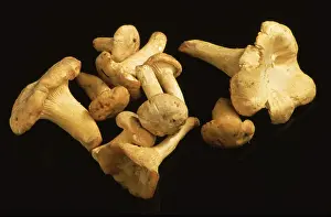 Deserted Garden Vegetables Prints: Chanterelle, Eierschwamm oder Rehling