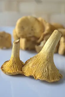 Edible Mushrooms Prints: Chanterelles