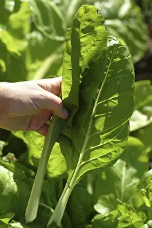 Vegetable Nutrition Prints: Chard