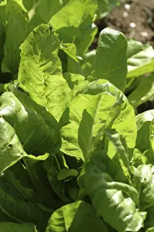 Leafy Vegetable Meal Prints: Chard