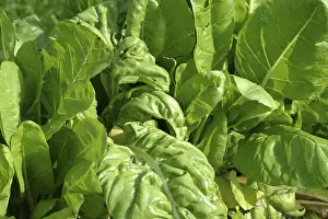 Leafy Vegetables Nutrition Prints: Chard