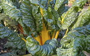 Vegetable Patch Germany Prints: Chard, yellow-stemmed, vegetable patch