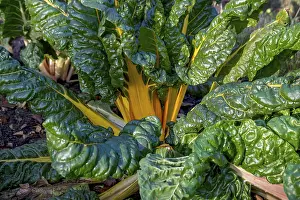 Vegetable Patch Germany Prints: Chard, yellow-stemmed, vegetable patch