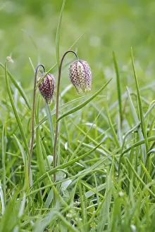 Spring In Germany Prints: Charming chequerboard flower, spring, Germany