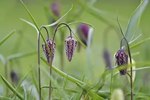 Chequerboard Flower Prints: Charming chequerboard flower, spring, Germany