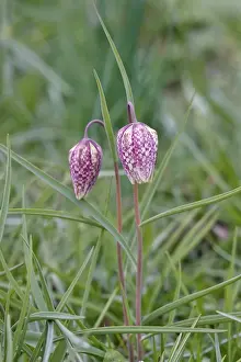 Checkerboard Flower Prints: Charming chequerboard flower, spring, Germany