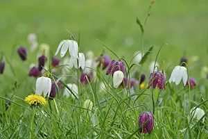Spring In Germany Prints: Charming chequerboard flower, spring, Germany