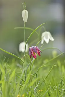 Snakes Head Fritillary Prints: Charming chequerboard flower, spring, Germany