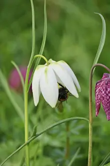 Snakes Head Fritillary Prints: Charming chequerboard flower, spring, Germany