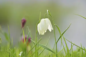 Snakes Head Fritillary Prints: Charming chequerboard flower, spring, Germany