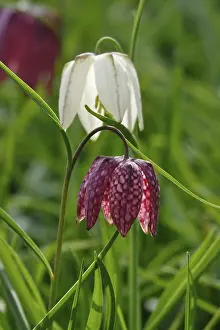 Checkerboard Lily Pattern Prints: Charming chequerboard flower, spring, Germany