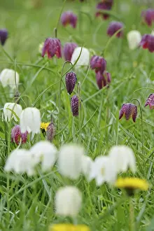 German Wildflower Prints: Charming chequerboard flower, spring, Germany