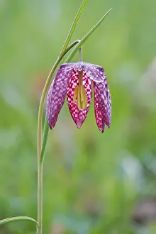 German Wildflower Prints: Charming chequerboard flower, spring, Germany