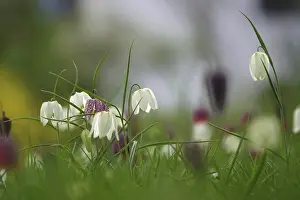 German Wildflower Prints: Charming chequerboard flower, spring, Germany