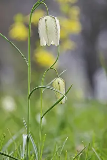 Snakes Head Fritillary Bloom Prints: Charming chequerboard flower, spring, Germany