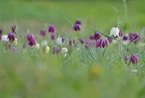 German Wildflower Prints: Charming chequerboard flower, spring, Germany