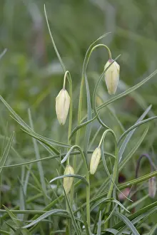 Snakes Head Fritillary Prints: Charming chequerboard flower, spring, Germany