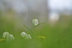 German Wildflower Prints: Charming chequerboard flower, spring, Germany