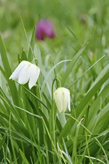 Checkerboard Lily Pattern Prints: Charming chequerboard flower, spring, Germany