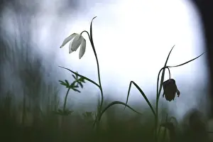 Wildflower In Germany Prints: Charming chequerboard flower, spring, Germany