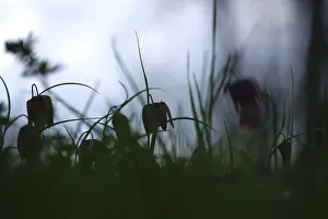 Wildflower In Germany Prints: Charming chequerboard flower, spring, Germany