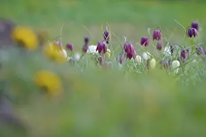 Endangered Species Germany Prints: Charming chequerboard flower, spring, Germany