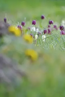Springtime Nature Images Prints: Charming chequerboard flower, spring, Germany