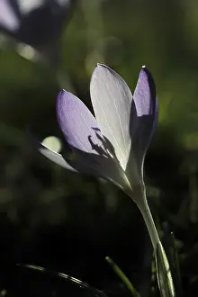 Nature Inflorescence Prints: Charming crocuses (Crocus) announce spring