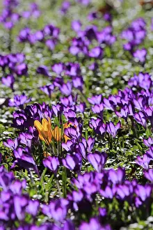 Vernal Bloom Prints: Charming crocuses (Crocus) announce spring