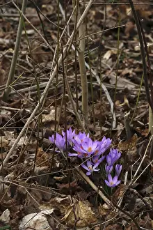 Early Spring Bloomers Prints: Charming crocuses (Crocus) announce spring