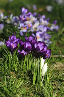 Spring Awakening Nature Prints: Charming crocuses (Crocus) announce spring