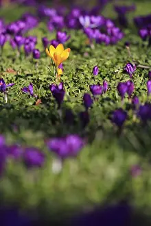 Early Bloomer Plant Prints: Charming crocuses (Crocus) announce spring