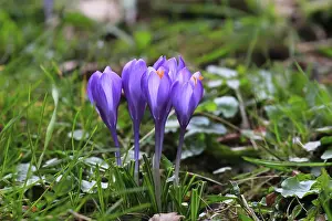 Crocus Flower Prints: Charming crocuses (Crocus) announce spring
