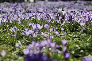 Early Spring Flowering Plants Prints: Charming crocuses (Crocus) announce spring