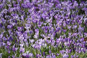 Central European Flowers Prints: Charming crocuses (Crocus) announce spring