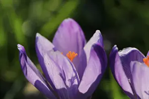 Early Spring Flowers Prints: Charming crocuses (Crocus) announce spring