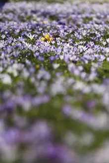 Early Flowering Plants Prints: Charming crocuses (Crocus) announce spring