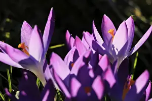 Early Flowering Plants Prints: Charming crocuses (Crocus) announce spring