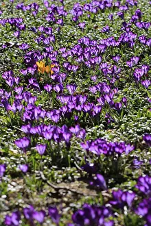 First Day Of Spring Images Prints: Charming crocuses (Crocus) announce spring