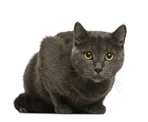 Purebred Domestic Cat Prints: Chartreux in front of white background
