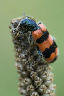 Tyrol Austria Wildlife Prints: Checkered Bee Beetle (Trichodes apiarius)