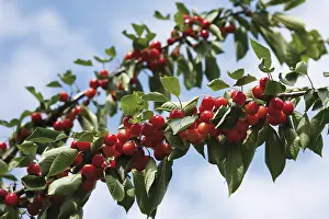 Cherries on a Branch Print