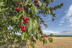 Alsace France Landscape Prints: Cherries on cherry tree at beginning of June