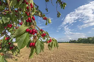 Types Of Cherry Fruits Prints: Cherries on cherry tree at beginning of June