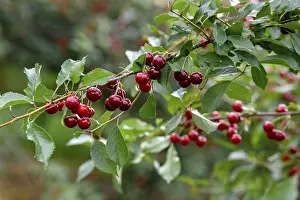 Vitamin Rich Fruits Germany Prints: Cherries on a cherry tree, Mosbach