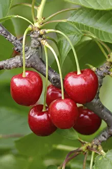 Cherry Tree Prints: Cherries Regina on the tree
