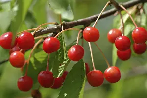 Cherries at the Tree Print