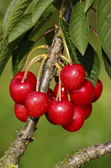 Cherry Tree Prints: Cherries on the tree