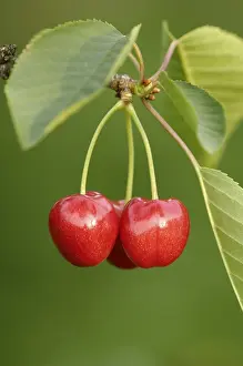 Cherry Tree Prints: Cherries on the tree