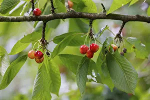 Deserted Cherry Tree Prints: Cherries on a tree, Germany